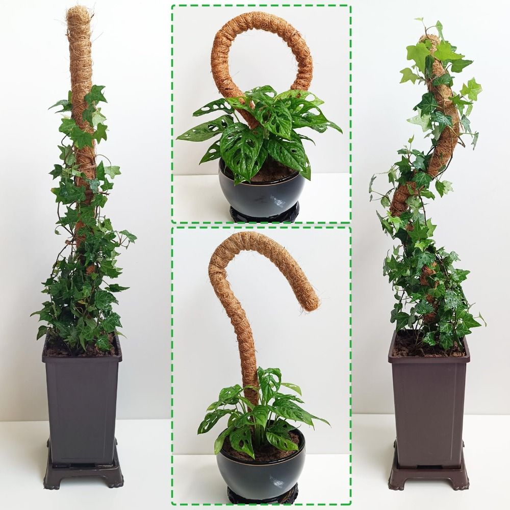 Suporte para Plantas em Palha  - Sphagnum Moss Dry avaliação e preço