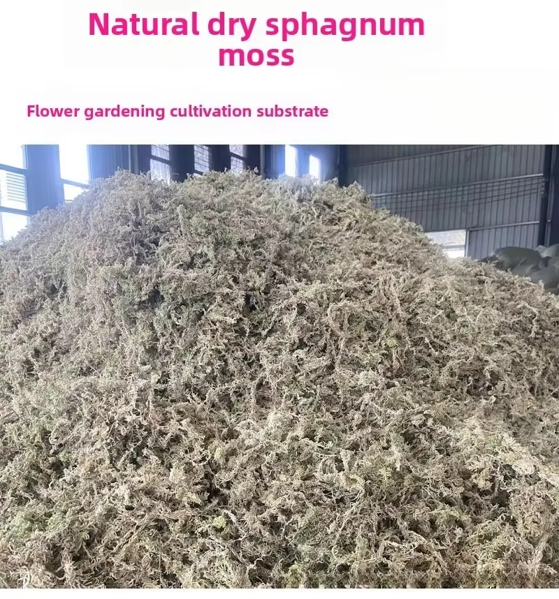 Musgo Sphagnum 5KG a Granel Co - Sphagnum Moss Dry avaliação e preço